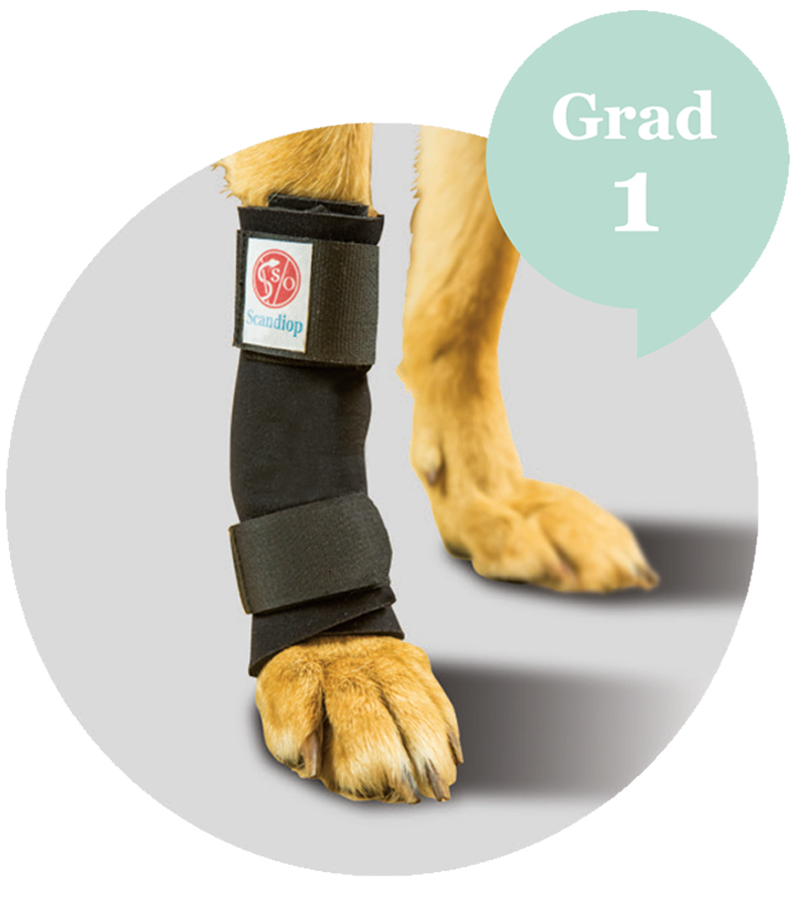 carpal orthosis for dog