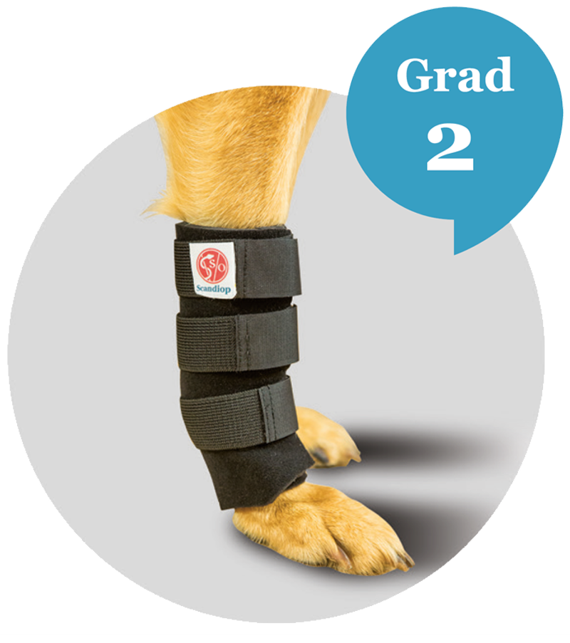 carpal orthosis for dog