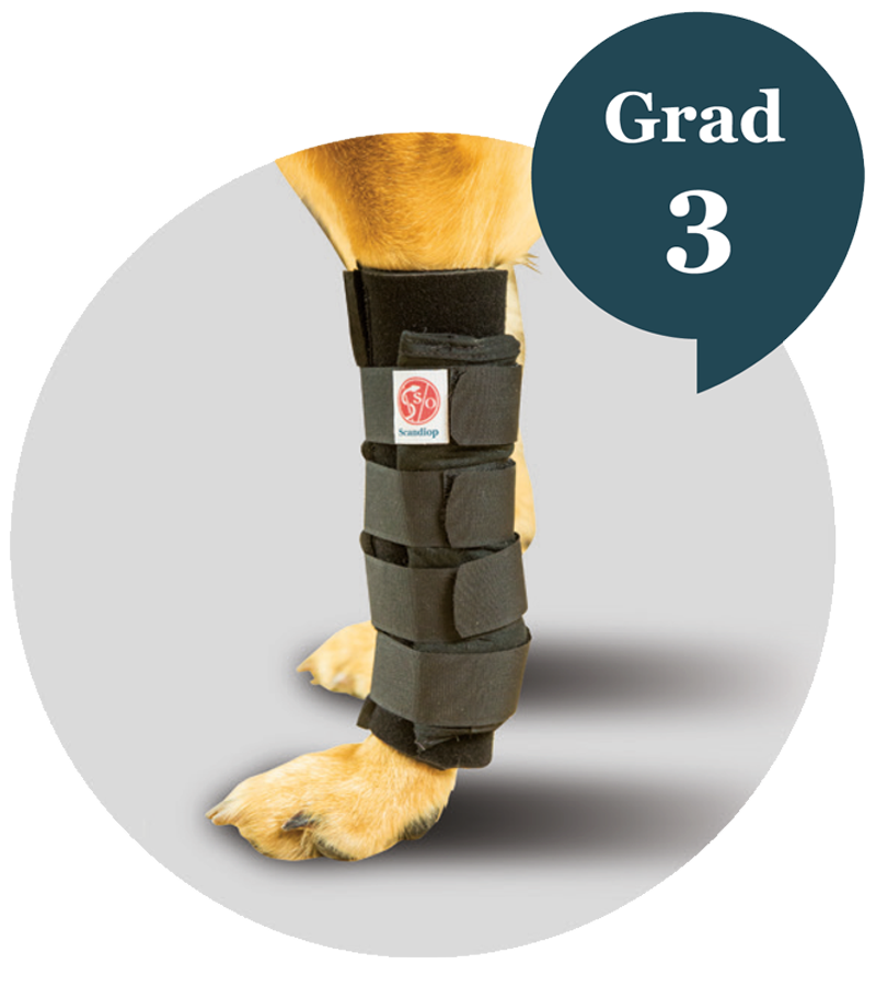 carpal orthosis for dog