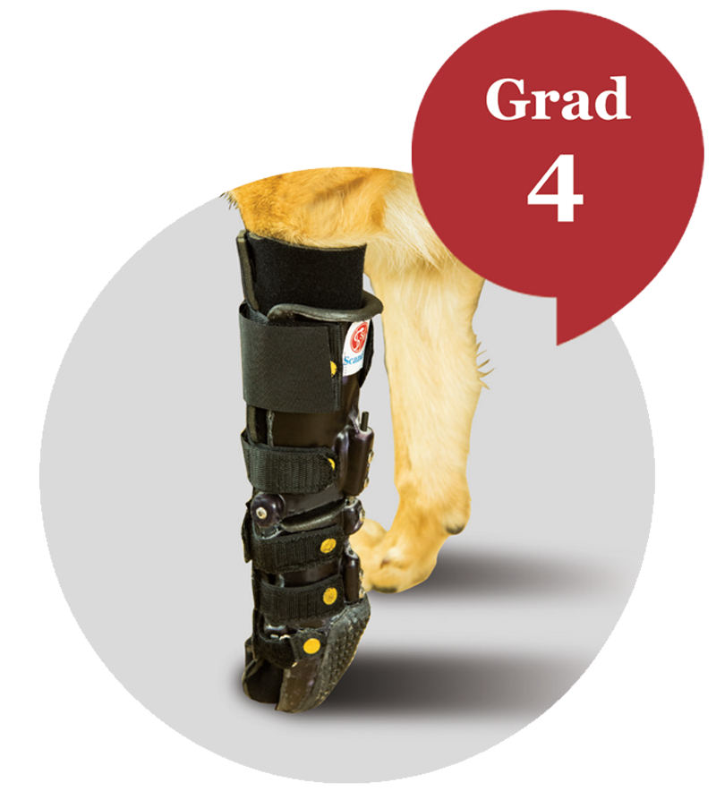 carpal orthosis for dog