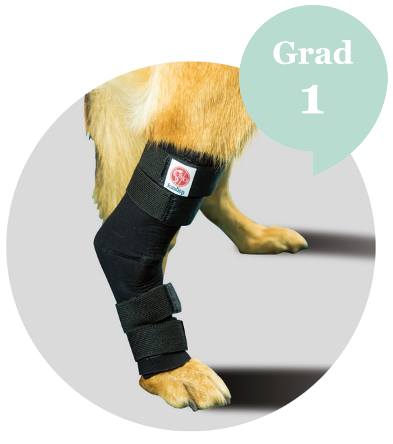 tarsal orthosis for dog