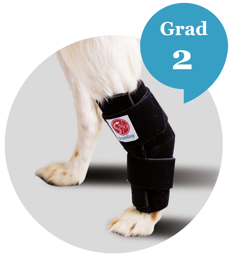 tarsal orthosis for dog