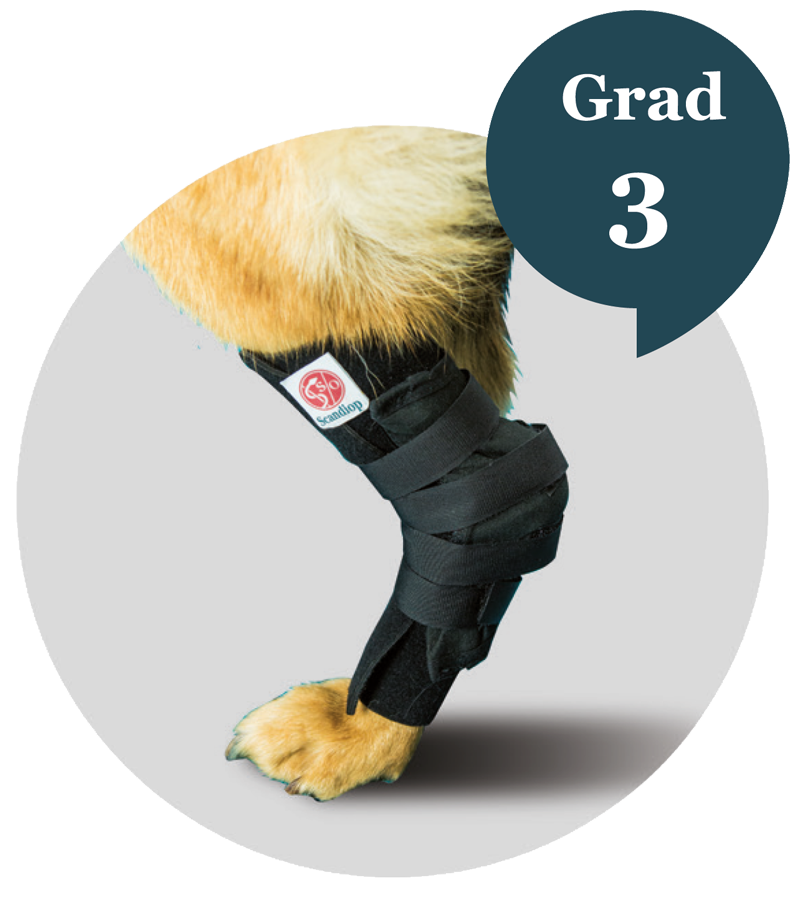 tarsal orthosis for dog