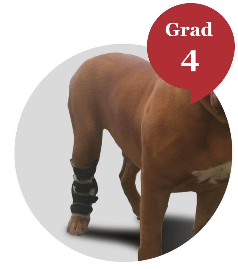 tarsal orthosis for dog
