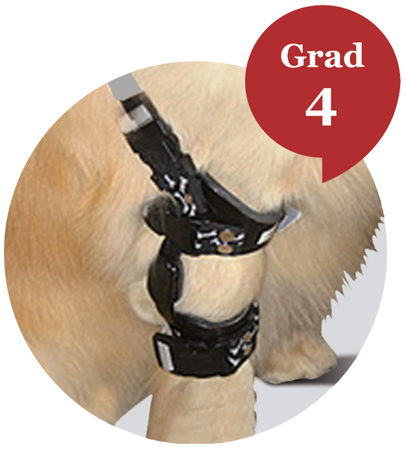elbow orthosis for dog