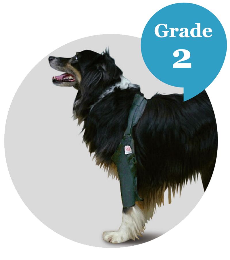 elbow orthosis for dog