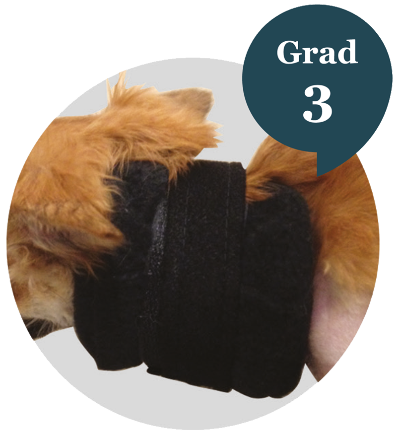 neck orthosis for dog