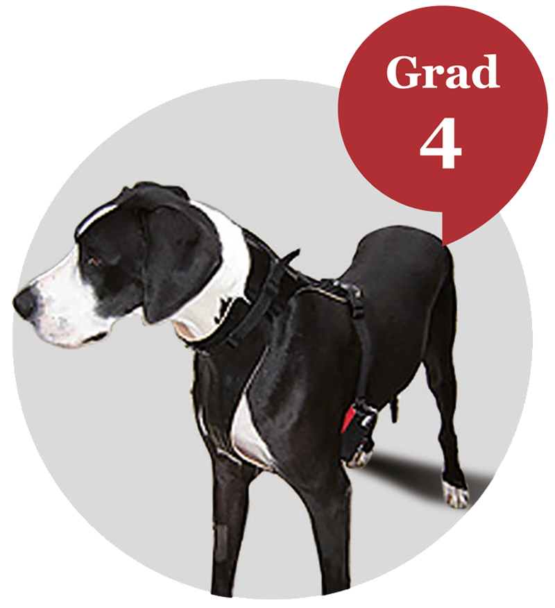 neck orthosis for dog