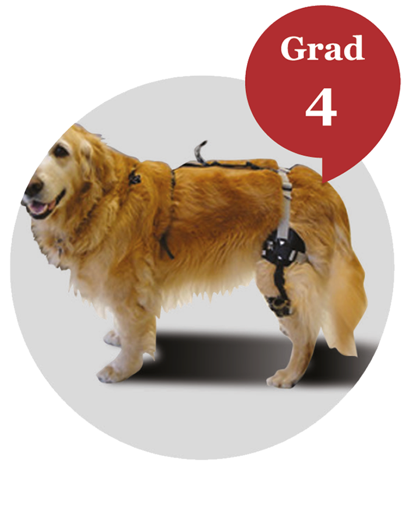 knee orthosis for dog