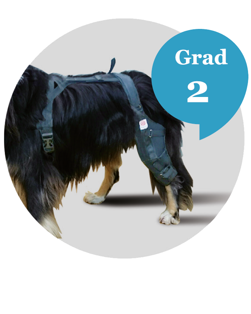 knee orthosis for dog