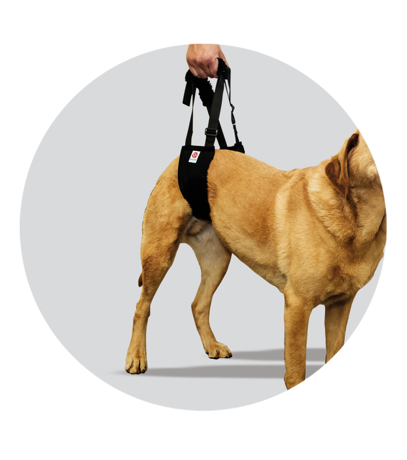 pet sling for dogs