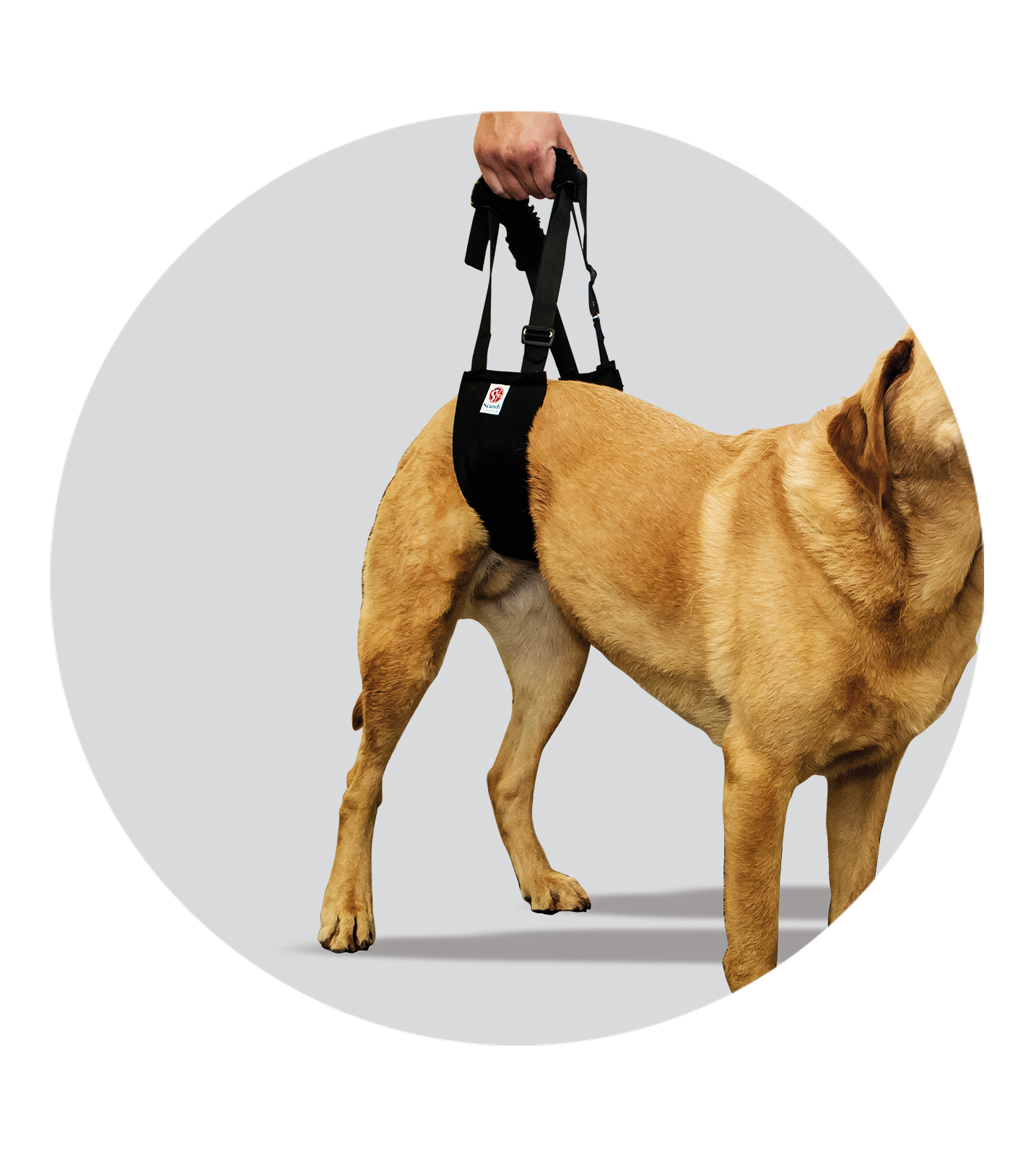 pet sling for dogs