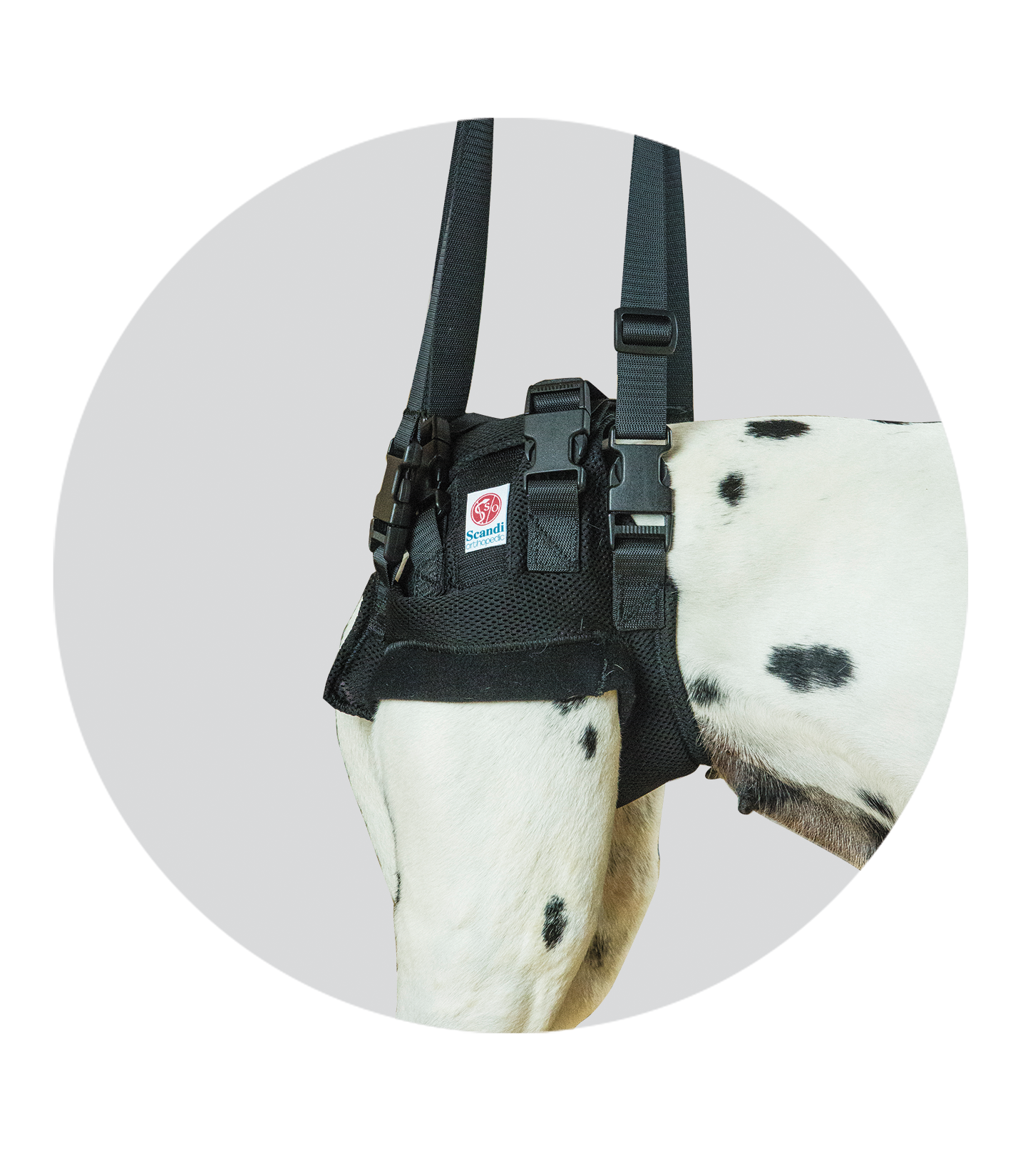 dog hip harness