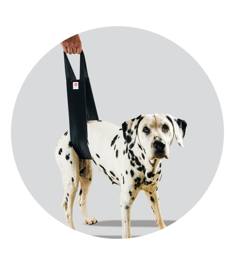 pet sling for dogs