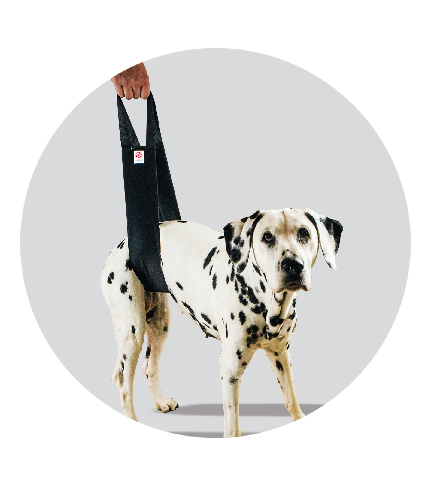 pet sling for dogs
