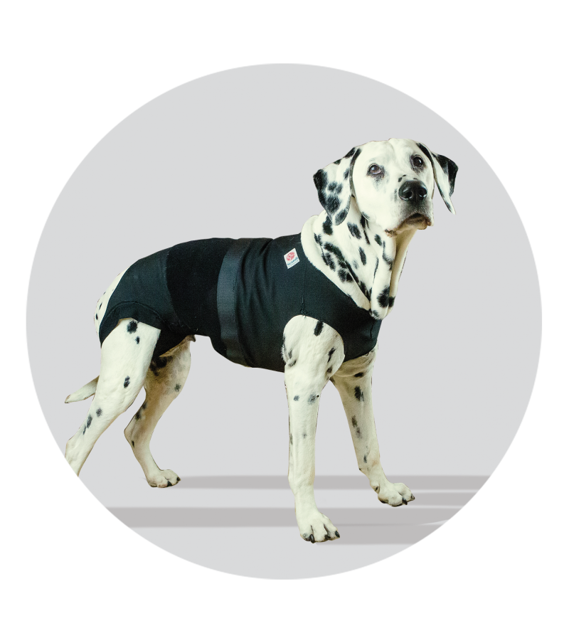 medical pet body