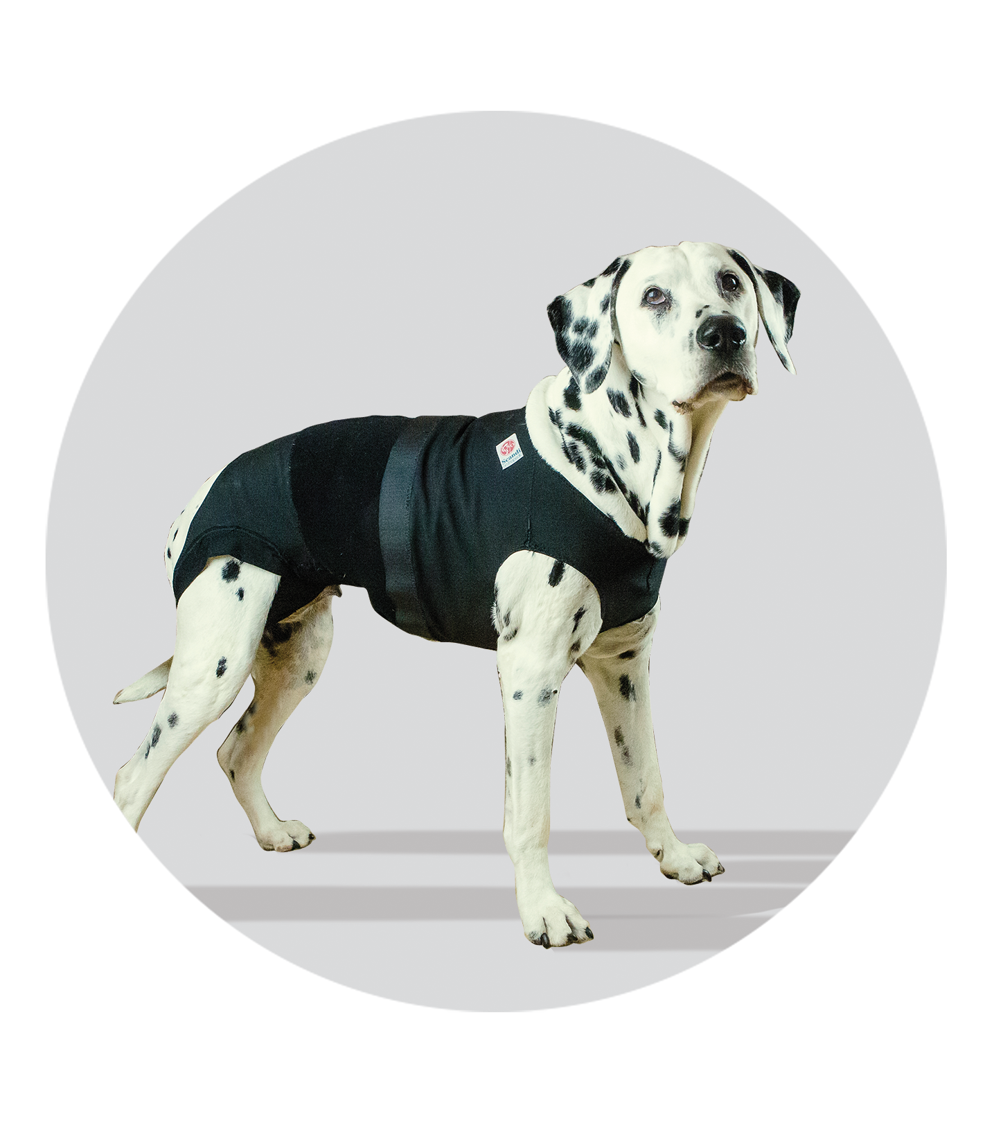 medical pet body