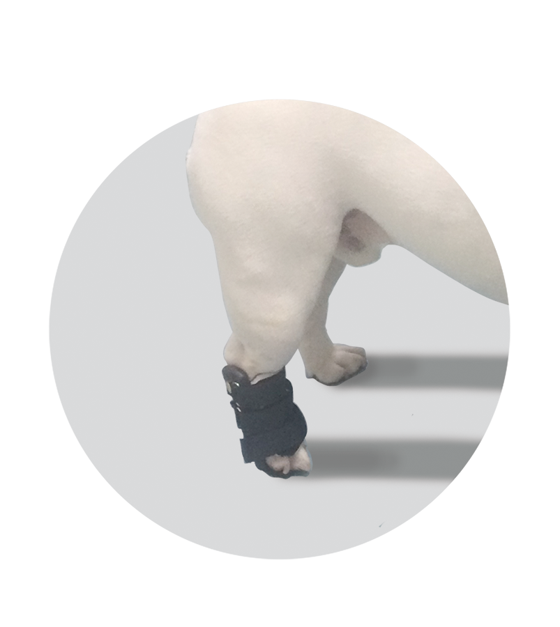 dog shoe