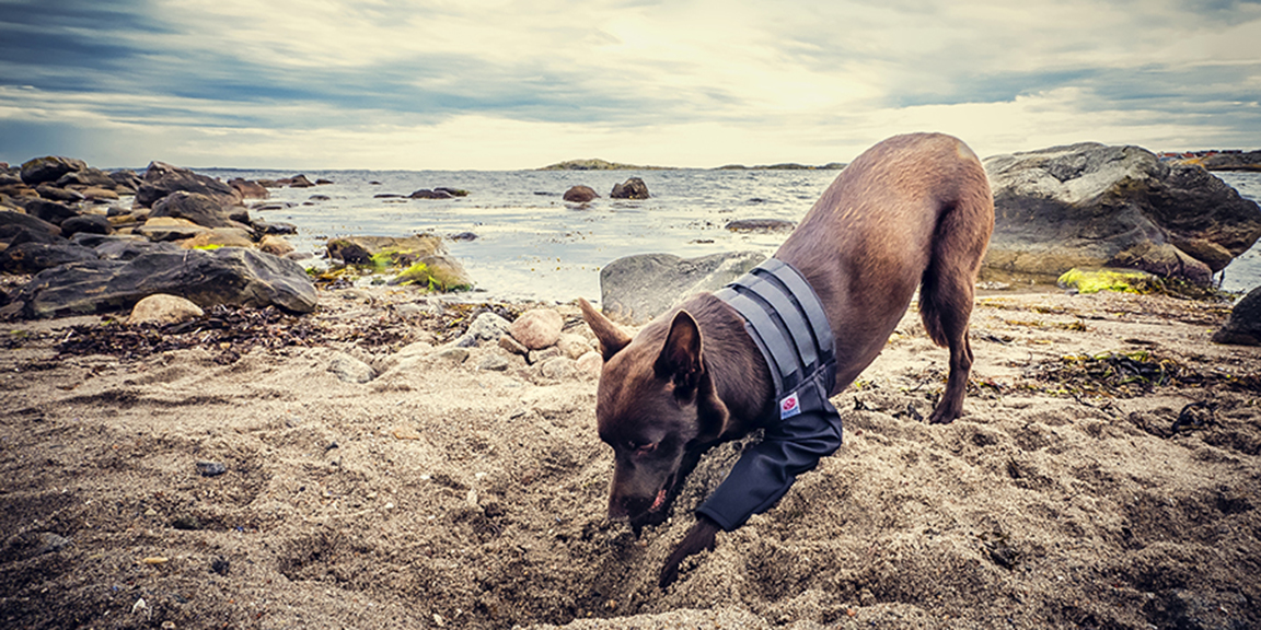 dog with medical protection