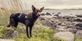 dog with medical body