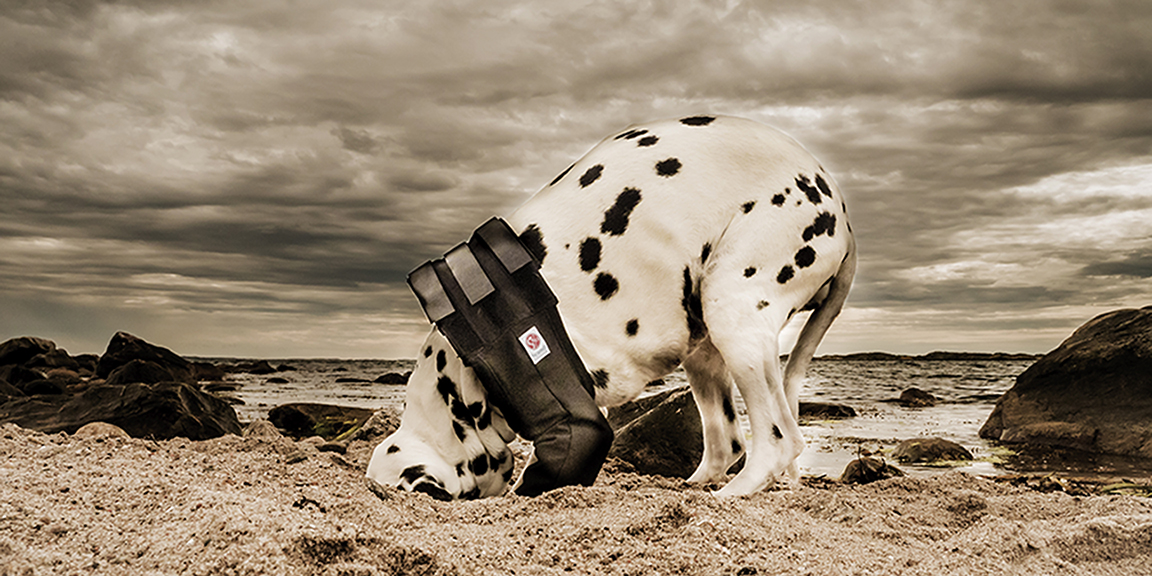 dog with medical protection