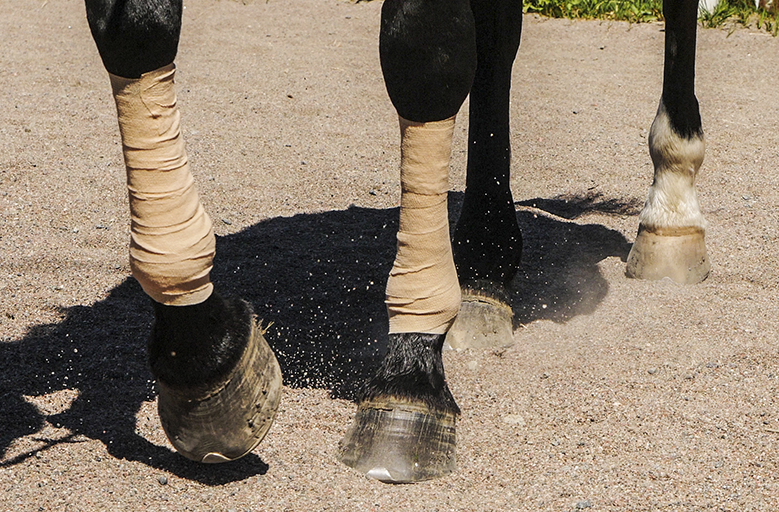 cooling bandage for horse