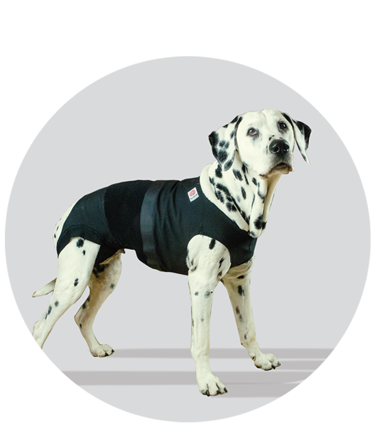 medical pet body