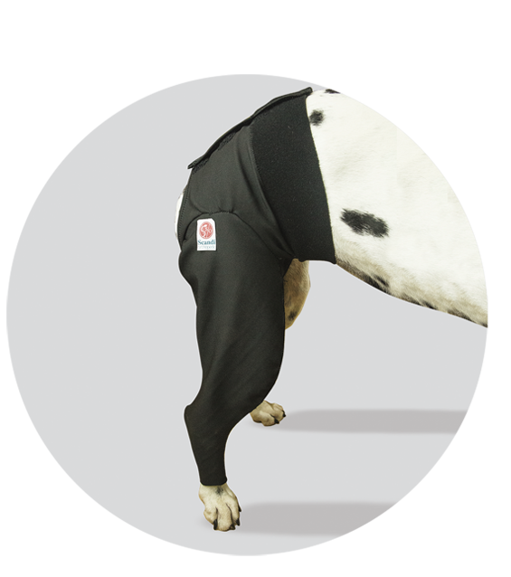 medical pet cover hind leg