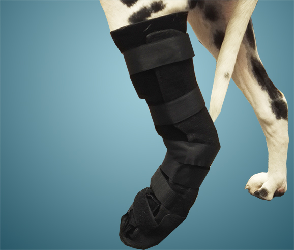 tarsal orthosis for dog