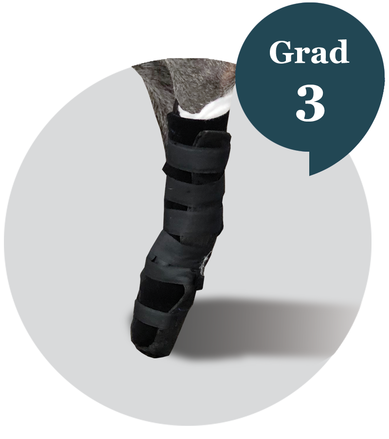 carpal orthosis for dog