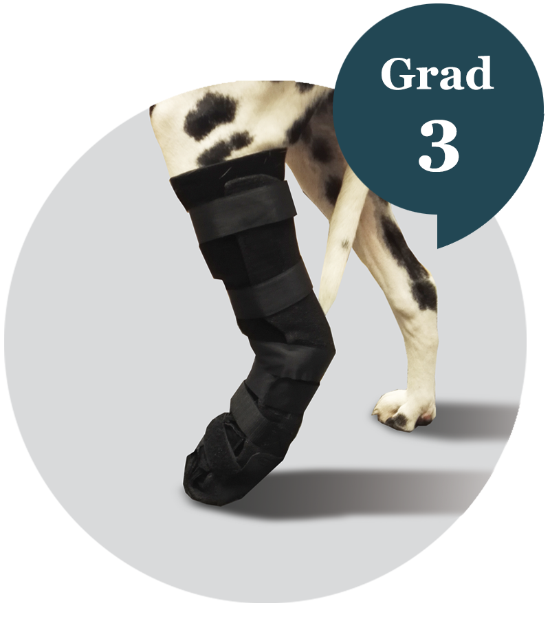 tarsal